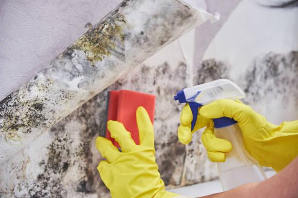 Mold Remediation for Vacation Homes in Loveland, OH